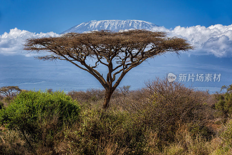 乞力马扎罗山和Acacia -早上